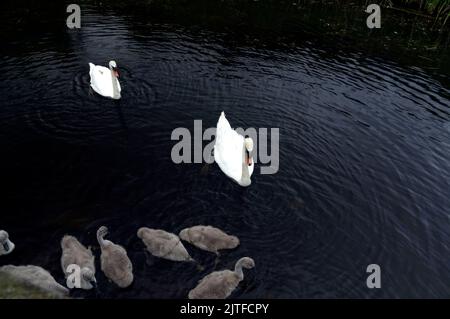 Im Cardiff Bay Wetland Nature Reserve gibt es zwei Erwachsene Höckenswäne und sieben Cygnets. Cardiff Bay 2022. Cygnus olor Stockfoto