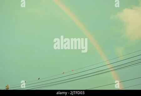 Taubenvögel hängen auf elektrischem Draht mit Regenbogen nach Regen im Himmel Hintergrund Stockfoto