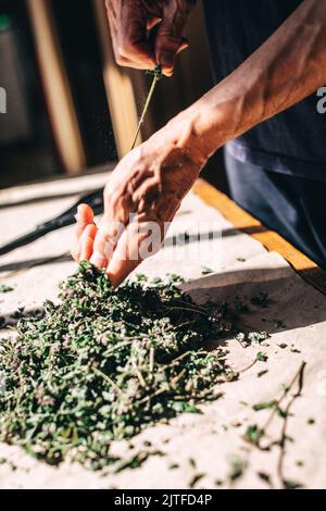 Kräutermedizin Zubereitung mit frisch getrockneten Kräutern und Blumen. Natürliche Zweige und Knospen Trennung für Aromatherapie organisches ätherisches Öl. Alter Mensch Stockfoto