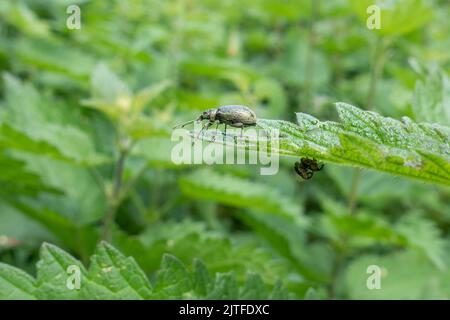 Nesselkäfer, Phyllobius pomaceus, mit zwei versteckten Käfer, die sich unter den Nesseln paaren, britische Tierwelt Stockfoto