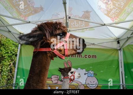 Ballycastle, Vereinigtes Königreich. 30. August 2022. Nahaufnahme Porträt Kopf der braunen Alpaca im Streichelzoo Kidz Farm am Schlusstag der ältesten Messe Irlands in der Küstenstadt Ballycastle an der Nordküste von North Antrim, die ein Wochenende mit einem Bankfeiertag voller Handel und ein Programm voller Unterhaltung, lokaler und internationaler Küche auf der Ould Lammas Fair abschließt. Quelle: Steve Nimmons/Alamy Live News Stockfoto