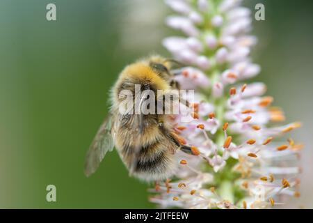 Gemeinsamen Carder Bee (Bombus Pascuorum) Stockfoto