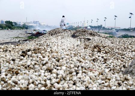 Karachi, Pakistan, 30. August 2022. Riesige Mengen von nassen Garlics, die bei den jüngsten sintflutartigen Regenfällen total beschädigt wurden, trocken in sengenden Sonne unter freiem Himmel am Straßenrand, um sie wieder zu verkaufen, um ihren Lebensunterhalt zu verdienen, am Dienstag, den 30. August 2022, auf der Super Highway Road in der Nähe des Gemüsemarktmarktes in Karachi. Stockfoto