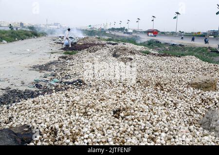 Karachi, Pakistan, 30. August 2022. Riesige Mengen von nassen Garlics, die bei den jüngsten sintflutartigen Regenfällen total beschädigt wurden, trocken in sengenden Sonne unter freiem Himmel am Straßenrand, um sie wieder zu verkaufen, um ihren Lebensunterhalt zu verdienen, am Dienstag, den 30. August 2022, auf der Super Highway Road in der Nähe des Gemüsemarktmarktes in Karachi. Stockfoto