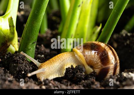 Die schöne Gartenschnecke Helix pomatia kriecht im Gras auf dem Boden. Stockfoto