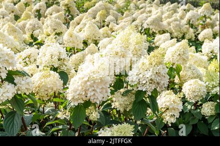 Annabelle Hydrangea weiße Blumen Hydrangea macrophylla blüht aus nächster Nähe Sträucher Hydrangea arborescens blüht gärtnerisch Stockfoto