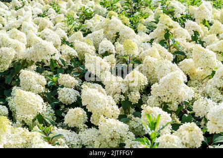 Annabelle Hydrangea weiß gelbe Blüten Hydrangea macrophylla blüht aus nächster Nähe Sträucher Hydrangea arborescens blüht gärtnerisch Stockfoto