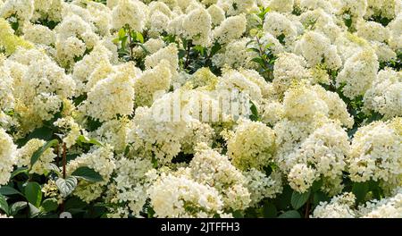 Annabelle Hydrangea weiß gelbe Blüten Hydrangea macrophylla blüht aus nächster Nähe Sträucher Hydrangea arborescens blüht gärtnerisch Stockfoto