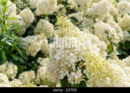 Annabelle Hydrangea weiß gelbe Blüten Hydrangea macrophylla blüht aus nächster Nähe Sträucher Hydrangea arborescens blüht gärtnerisch Stockfoto