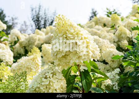 Annabelle Hydrangea weiß gelbe Blüten Hydrangea macrophylla blüht aus nächster Nähe Sträucher Hydrangea arborescens blüht gärtnerisch Stockfoto