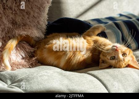 Eine niedliche Ingwerkatze, die auf der Couch mit den Kissen herumliegt Stockfoto