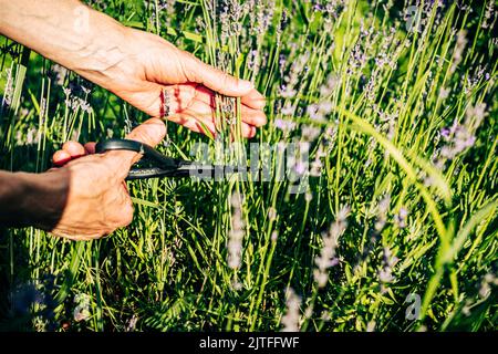 Kräuterschnitt mit Gartenscheren aus der Nähe. Alte männliche Gärtner Hand Schneiden wilde Blumen auf Feldwiese. Lavendelbuschzucht. Gartenarbeit und medizinische h Stockfoto