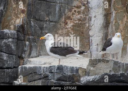 Großmöwe (Larus marinus), Isle of May National Nature Reserve, Firth of Forth, Schottland, Großbritannien Stockfoto