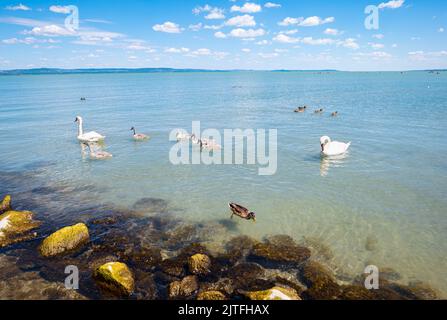 Schwäne und Enten schwimmen an einem sonnigen Sommertag im Plattensee Stockfoto