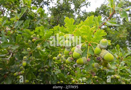 Eicheln auf englischer Eiche Walberswick Suffolk Stockfoto