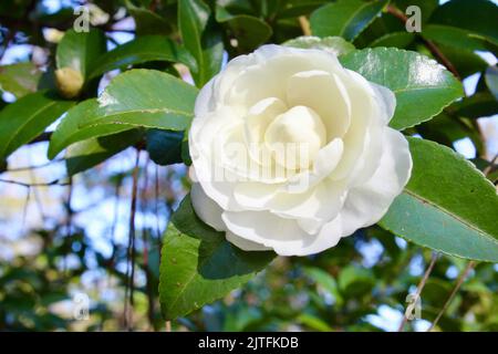 Verschiedene Szenen der Natur mit Fokus auf Pflanzen und Blumen. Stockfoto