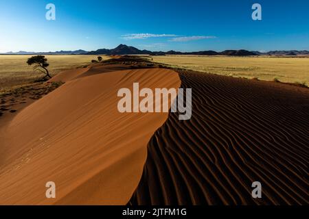 Wind fegte Muster auf roter Sanddüne im frühen Morgenlicht Namibias Stockfoto