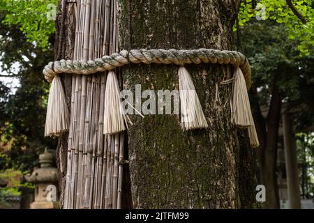 Ein Yorishiro-Seil wurde um einen 300 Jahre alten Ginkgo-Baum am Akasaka Hikawa-Schrein in Akasaka, Tokio, Japan, gebunden. Der im Gongen zukuri-Stil gehaltene Schrein wurde 1730 erbaut. Stockfoto