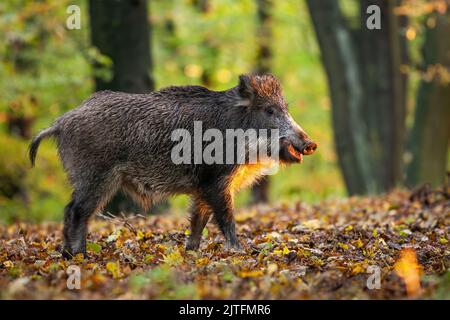 Wildschwein kaut auf goldenen Blättern im Herbstaufgang Stockfoto