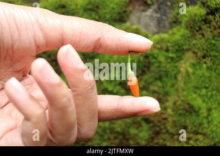 Rote Vogelauge-Chili in der Hand gehalten auf einem grünen Algenhintergrund Stockfoto