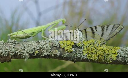 Grüne Gottesanbeterin sitzt auf einem Ast und schaut auf einen großen Schmetterling gefangen. Europäische Mantis (Mantis religiosa) und seltener Schwalbenschwanzschmetterling ( Stockfoto