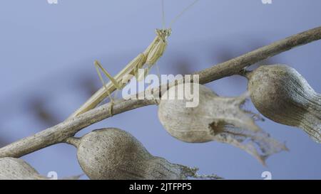 Kleine Gottesanbeterin sitzt auf trockenen Henbane-Blumen und blickt auf dem Hintergrund des blauen Himmels vor der Kamera an. Crimean Praying Mantis (Ameles heldreichi) männlich auf Bla Stockfoto