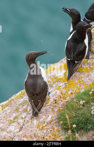 Razorbill (Alca torda) und Bridled Guillemot (Uria aalge), Bullars of Buchan, Aberdeenshire Stockfoto