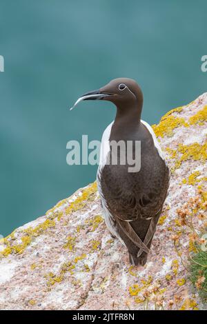 Brikled Guillemot (Uria aalge), Bullars of Buchan, Aberdeenshire, Schottland, Großbritannien Stockfoto