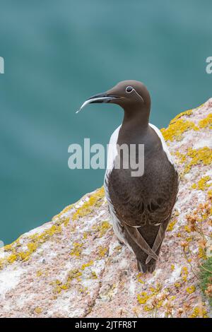 Brikled Guillemot (Uria aalge), Bullars of Buchan, Aberdeenshire, Schottland, Großbritannien Stockfoto