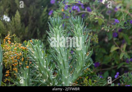 Austrocylindropuntia subulata oder Eve-Nadelkaktus im Grünen im Garten. Selektiver Fokus und Nahaufnahme. Stockfoto