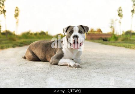 Der junge Stafford sitzt auf einer Wiese. Stockfoto