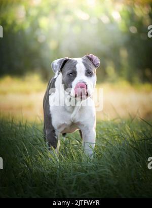 Der junge Stafford sitzt auf einer Wiese. Stockfoto