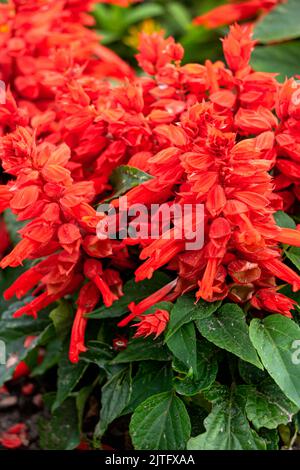 Viele rote Salvia Blumen im Stadtpark. Stockfoto