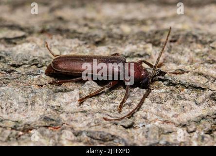 Ein Dusky Long Horn Käfer, Arhopalus rusticus, Stockfoto