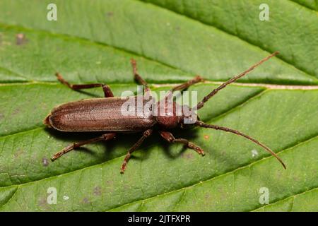 Ein Dusky Long Horn Käfer, Arhopalus rusticus, der auf einem Blatt ruht. Stockfoto