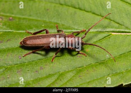 Ein Dusky Long Horn Käfer, Arhopalus rusticus, der auf einem Blatt ruht. Stockfoto