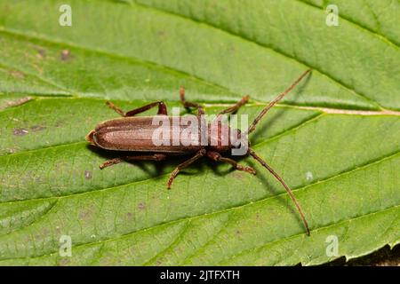 Ein Dusky Long Horn Käfer, Arhopalus rusticus, der auf einem Blatt ruht. Stockfoto