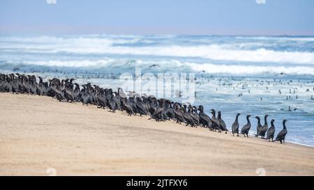 Namibia, Tausende Kormorane an der Küste, Skelettküste Stockfoto