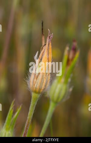 Zwei Blütenknospen von Agrostemma githago, die gewöhnliche Maismuschel auch Dinkelmuschel Stockfoto