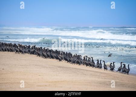 Namibia, Tausende Kormorane an der Küste, Skelettküste Stockfoto