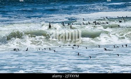 Namibia, Tausende Kormorane auf der Meereswelle, Skelettküste in Namibia Stockfoto