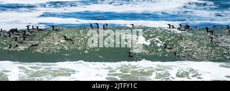Namibia, Tausende Kormorane auf der Meereswelle, Skelettküste in Namibia Stockfoto