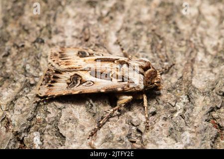 Archer-Dart-Motte, Agrotis vestigialis, ruht auf Rinde. Stockfoto