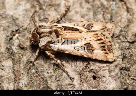 Archer-Dart-Motte, Agrotis vestigialis, ruht auf Rinde. Stockfoto