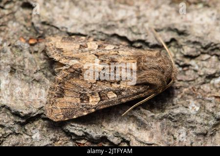 Eine abgeprallte Rustikale Motte, Luperina testacea, thront auf der Rinde eines Baumes. Stockfoto