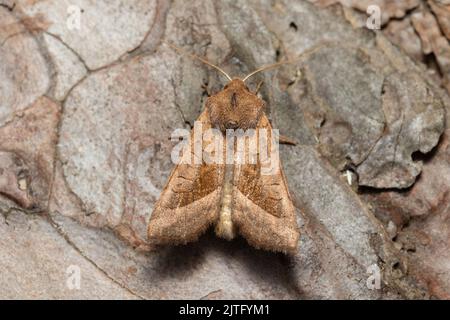 Eine rosige Rustikale Motte, Hydraecia micacea, die auf der Rinde eines Baumes ruht. Stockfoto