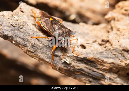 Ein Waldkäfer, auch bekannt als rotbeiniger Schildkäfer, Pentatoma rufipes, thront auf einem faulen Baumstamm. Stockfoto