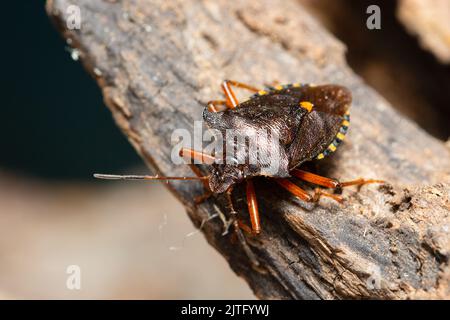 Ein Waldkäfer, auch bekannt als rotbeiniger Schildkäfer, Pentatoma rufipes, thront auf einem faulen Baumstamm. Stockfoto