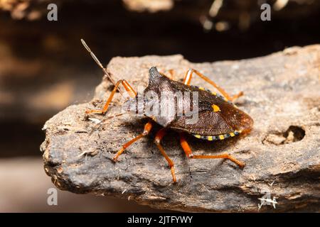 Ein Waldkäfer, auch bekannt als rotbeiniger Schildkäfer, Pentatoma rufipes, thront auf einem faulen Baumstamm. Stockfoto