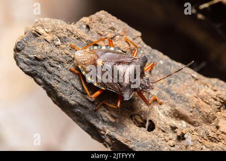 Ein Waldkäfer, auch bekannt als rotbeiniger Schildkäfer, Pentatoma rufipes, thront auf einem faulen Baumstamm. Stockfoto